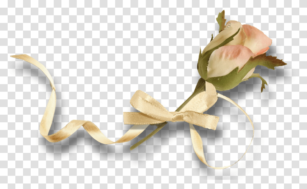 Garden Roses, Plant, Flower, Blossom, Gift Transparent Png