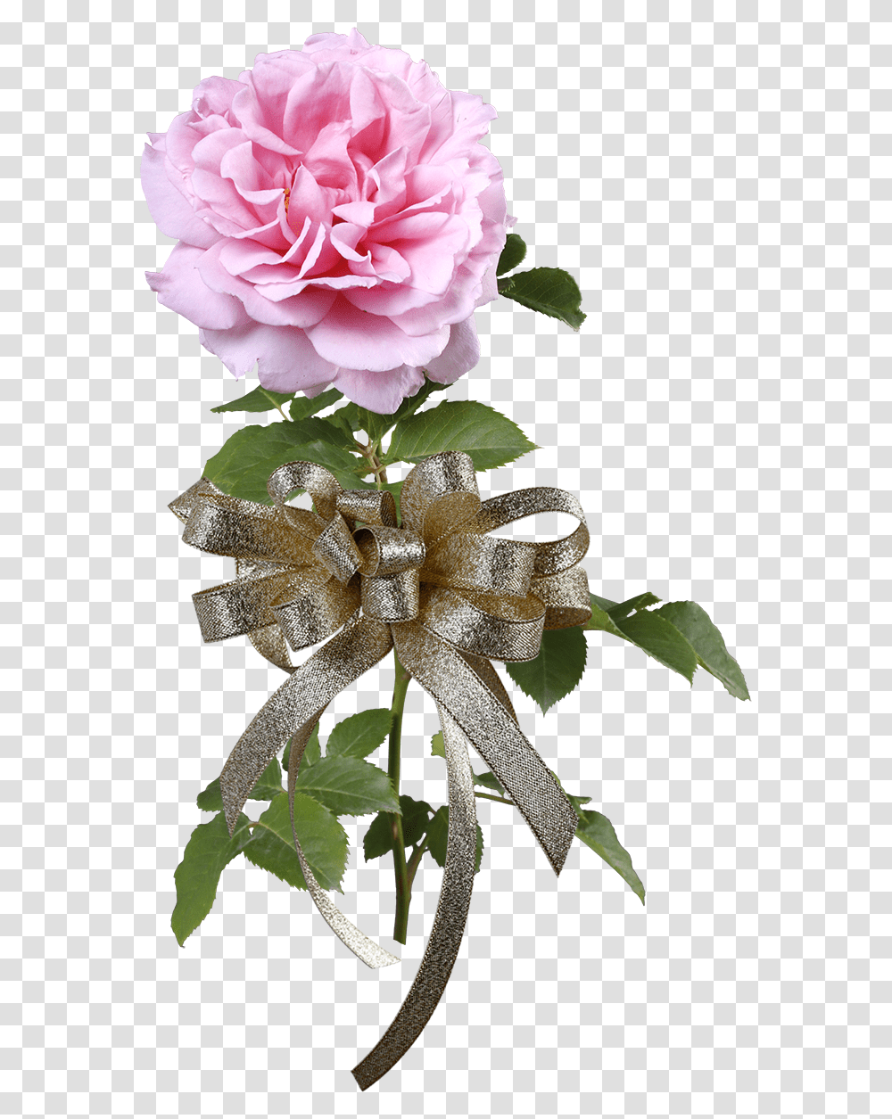 Garden Roses, Plant, Flower, Blossom, Leaf Transparent Png