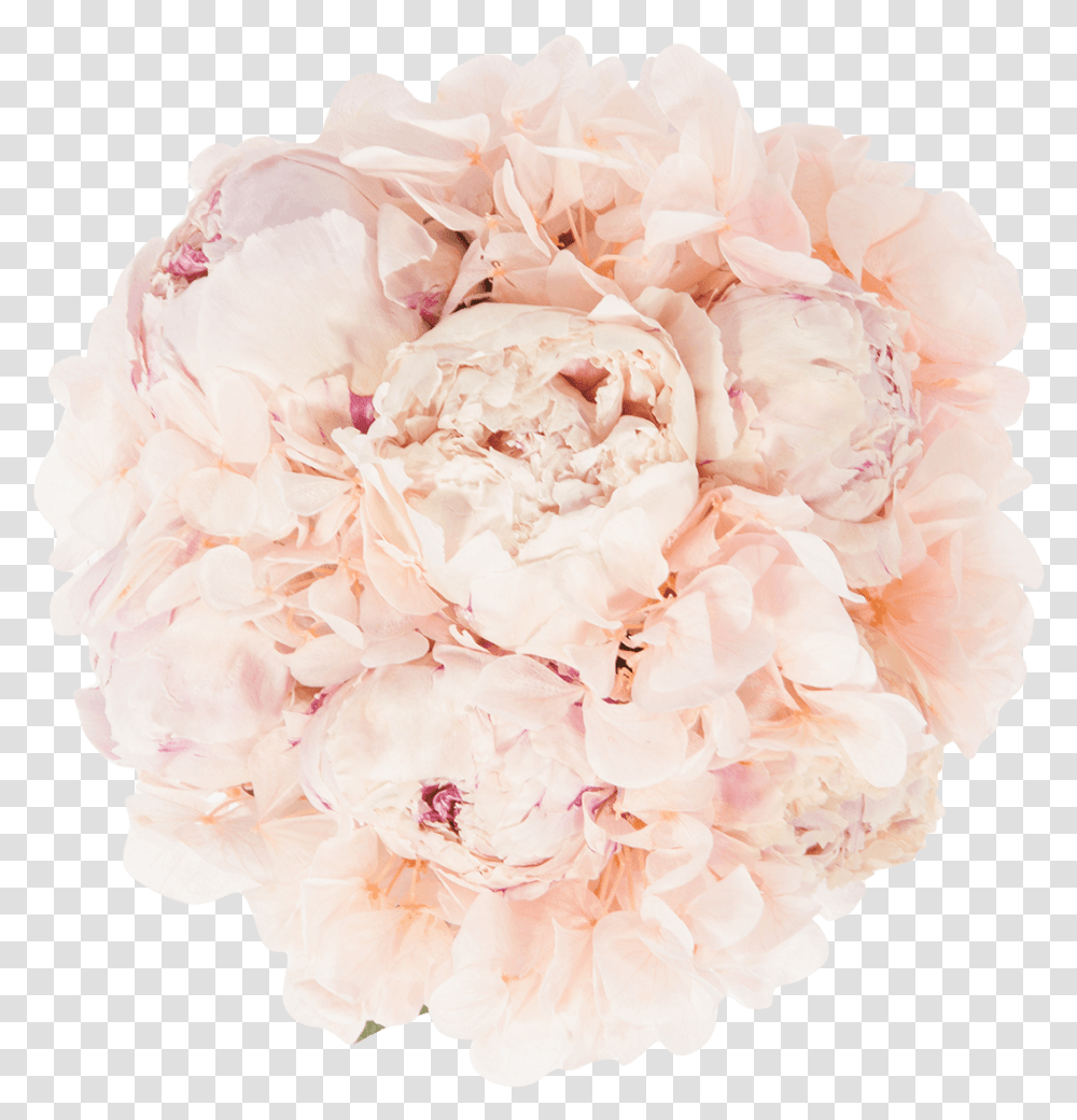 Garden Roses, Plant, Flower, Blossom, Peony Transparent Png