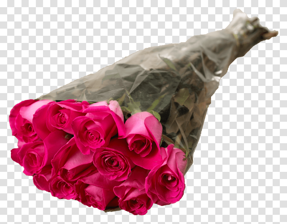 Garden Roses, Plant, Flower, Blossom, Person Transparent Png