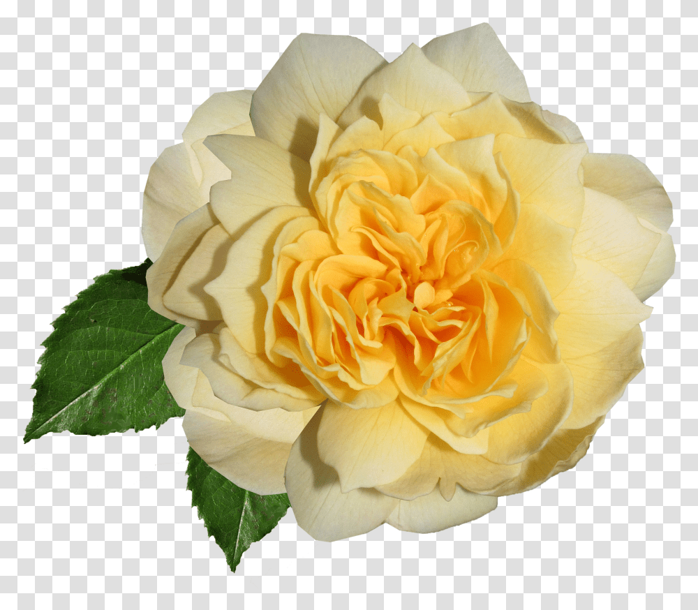 Garden Roses, Plant, Flower, Blossom, Petal Transparent Png