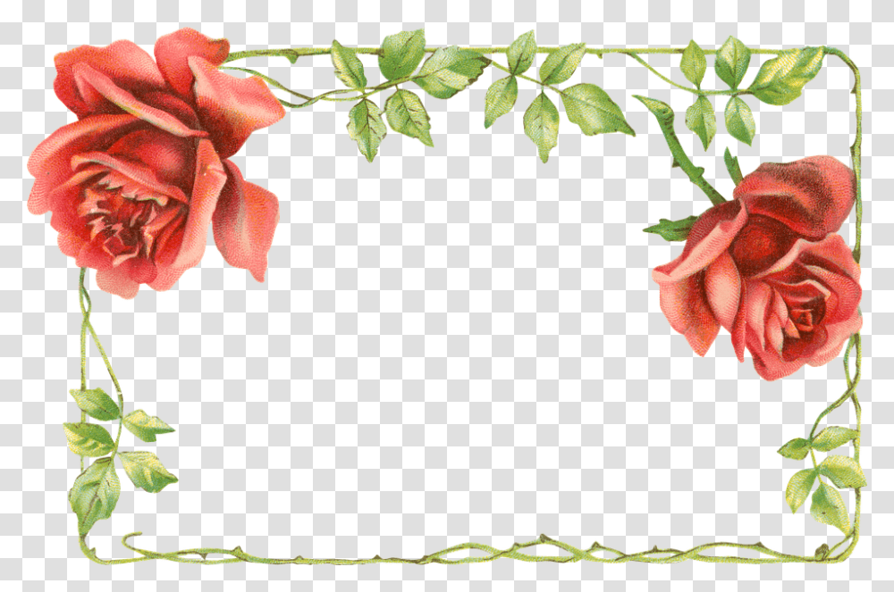 Garden Roses, Plant, Flower, Blossom, Petal Transparent Png