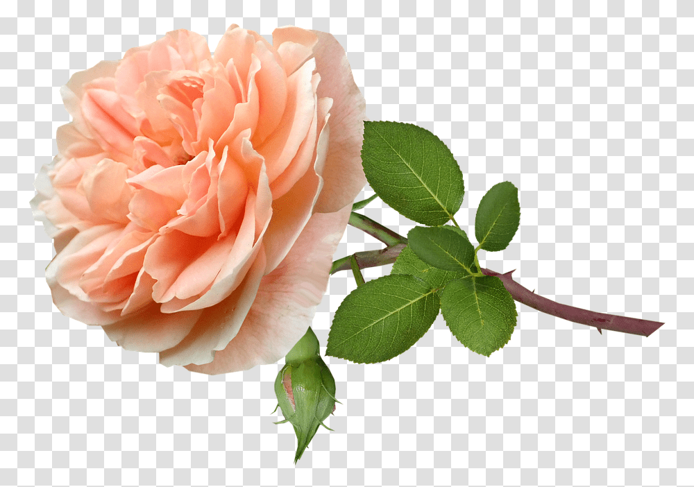 Garden Roses, Plant, Flower, Blossom, Petal Transparent Png