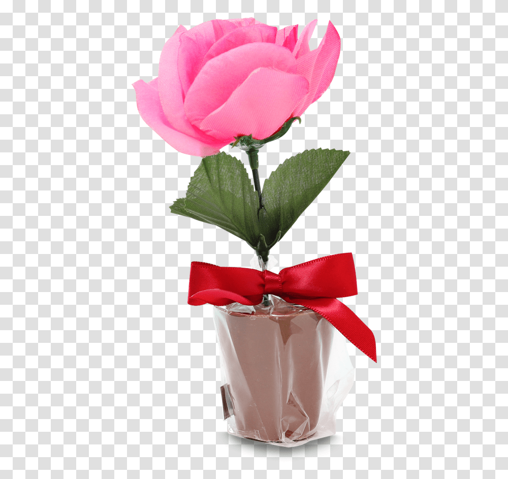 Garden Roses, Plant, Flower, Blossom, Petal Transparent Png