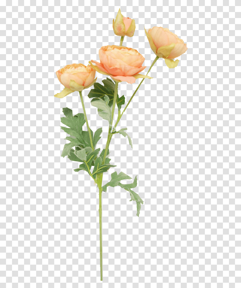 Garden Roses, Plant, Flower, Blossom, Petal Transparent Png