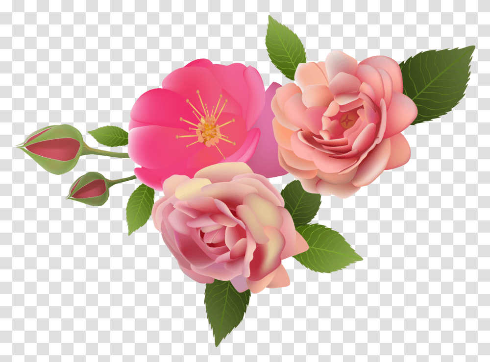 Garden Roses, Plant, Flower, Blossom, Petal Transparent Png