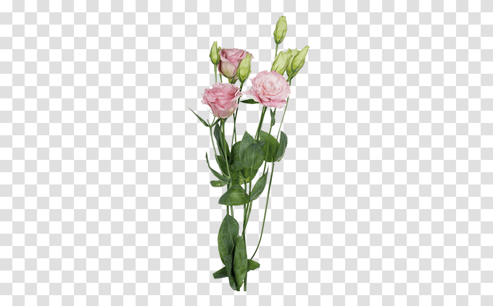 Garden Roses, Plant, Flower, Blossom, Petal Transparent Png