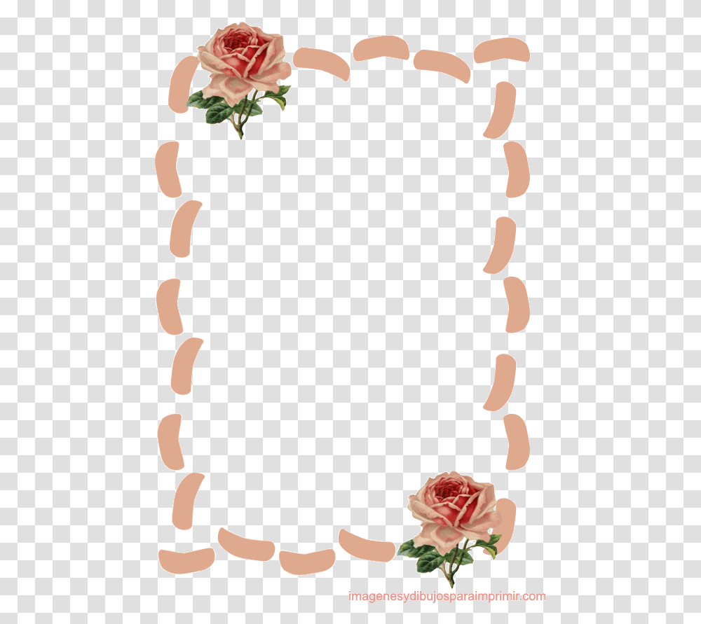 Garden Roses, Plant, Flower, Blossom Transparent Png