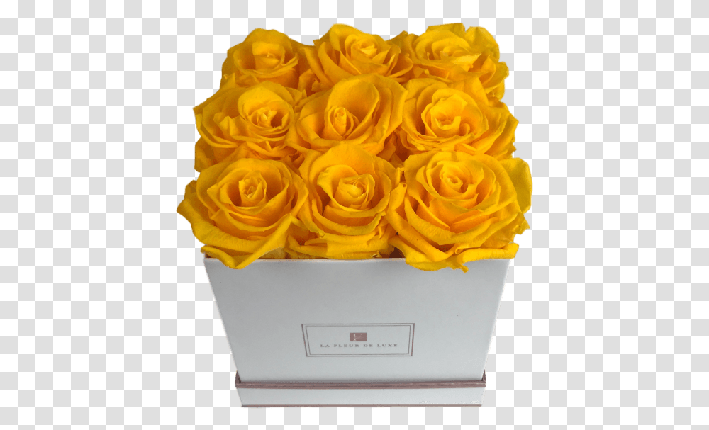 Garden Roses, Plant, Flower Bouquet, Flower Arrangement, Blossom Transparent Png