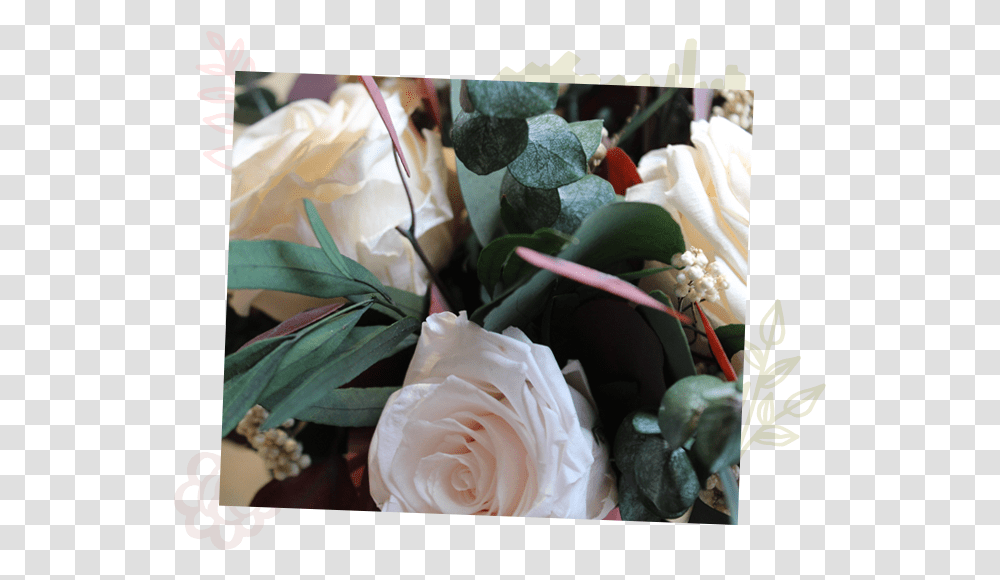 Garden Roses, Plant, Flower, Floral Design, Pattern Transparent Png