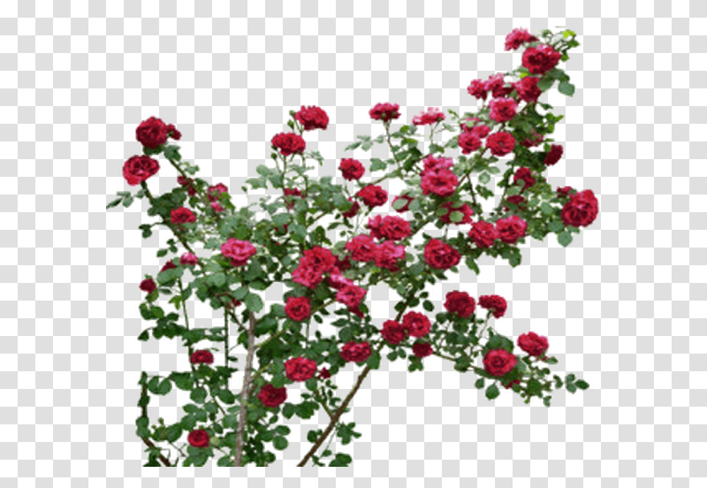 Garden Roses, Plant, Flower, Geranium, Leaf Transparent Png