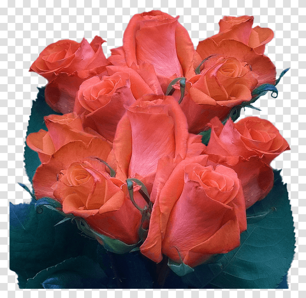 Garden Roses, Plant, Geranium, Flower, Blossom Transparent Png