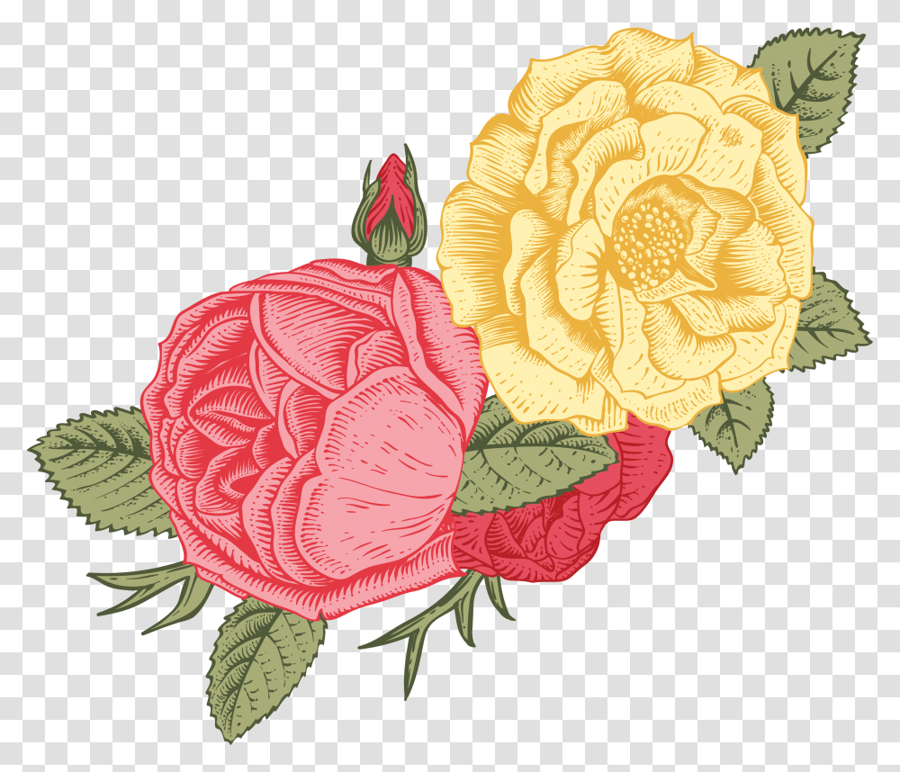 Garden Roses, Plant, Floral Design Transparent Png