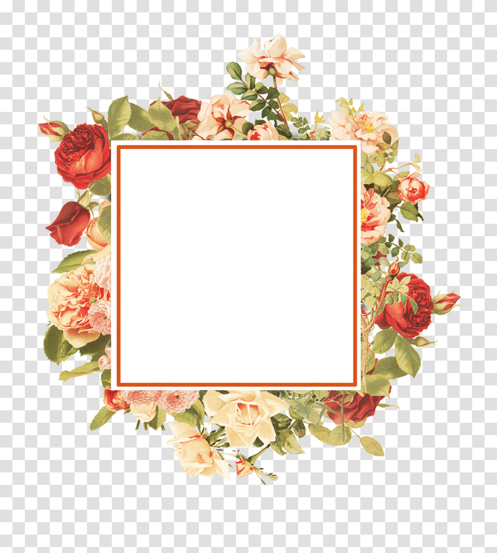 Garden Roses, Plant, Floral Design Transparent Png