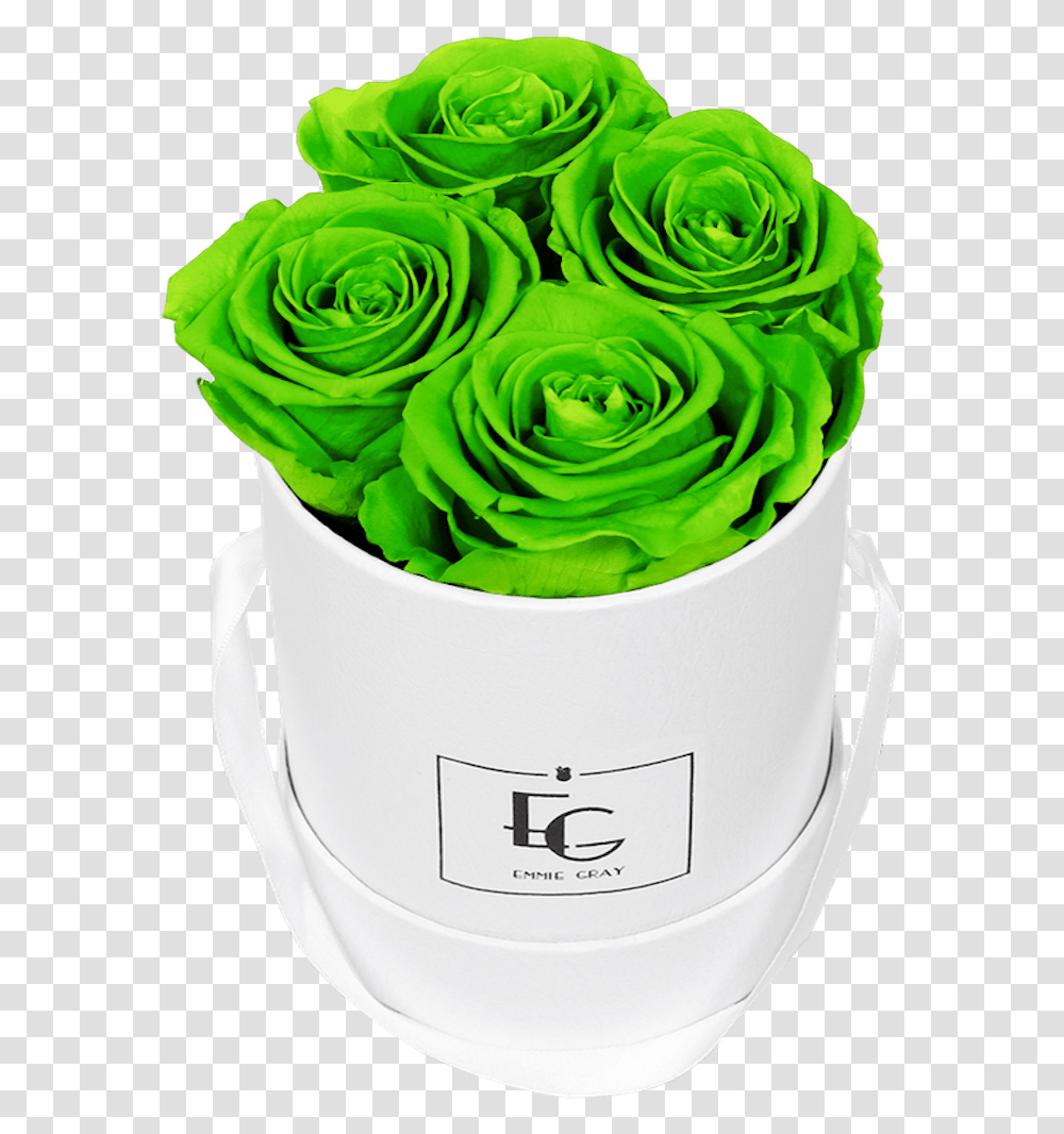 Garden Roses, Plant, Green, Bucket, Vegetable Transparent Png