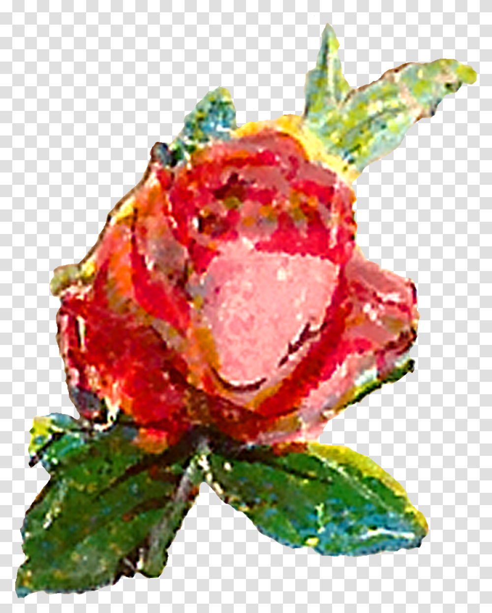 Garden Roses, Plant, Jewelry, Accessories, Accessory Transparent Png