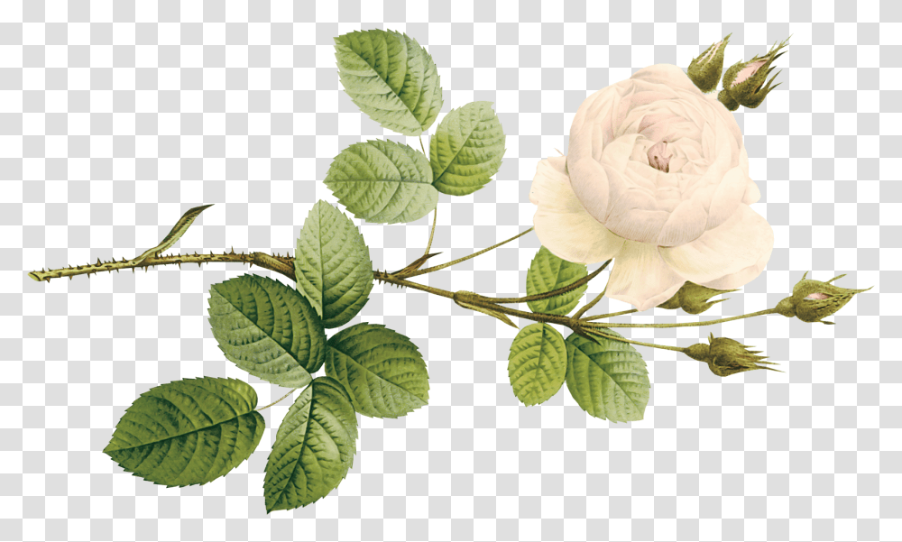 Garden Roses, Plant, Leaf, Flower, Blossom Transparent Png