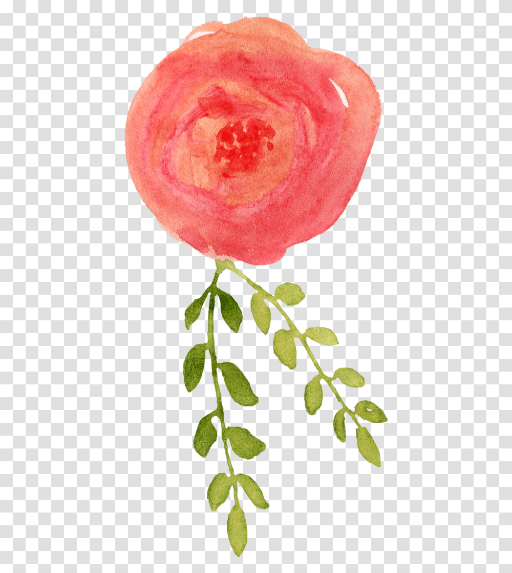 Garden Roses, Plant, Leaf, Fruit, Food Transparent Png