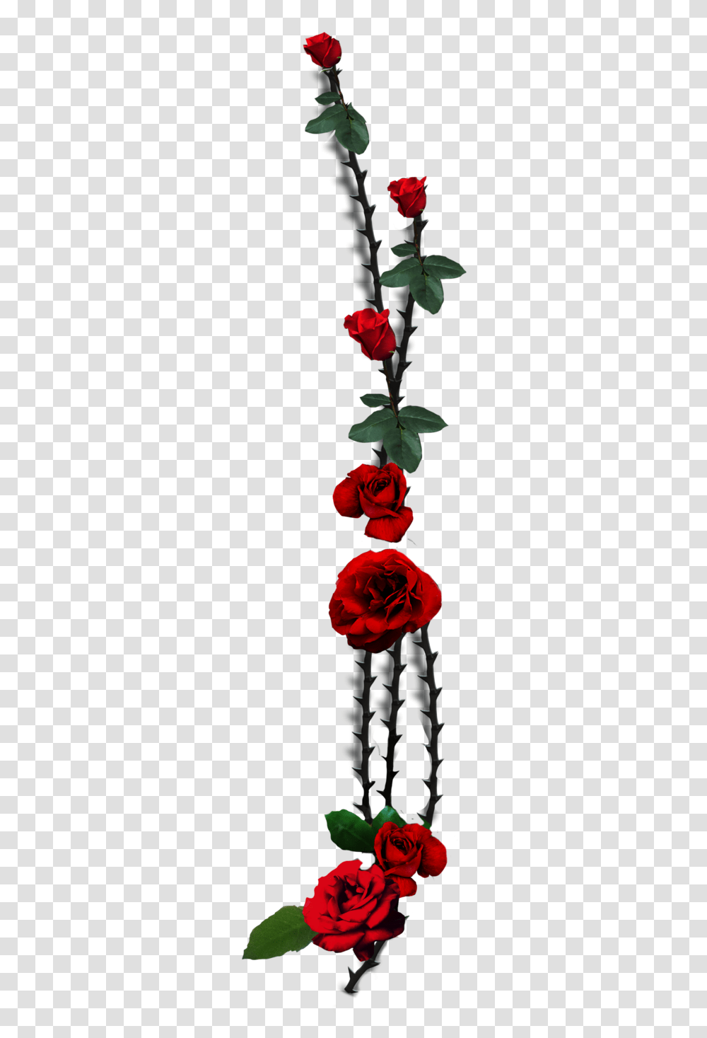 Garden Roses Thorns Spines And Prickles Plant Stem Rose Thorn, Flower, Blossom, Geranium Transparent Png