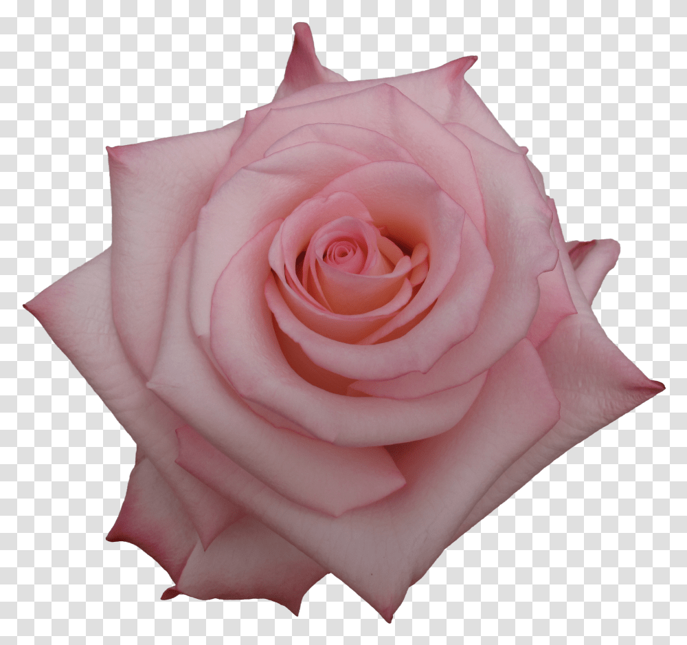 Garden Roses Transparent Png