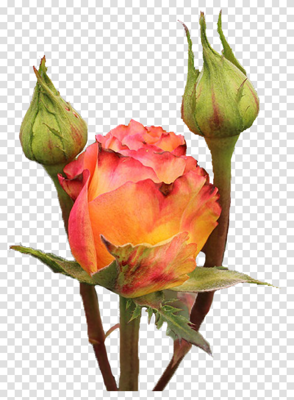 Garden Roses Transparent Png