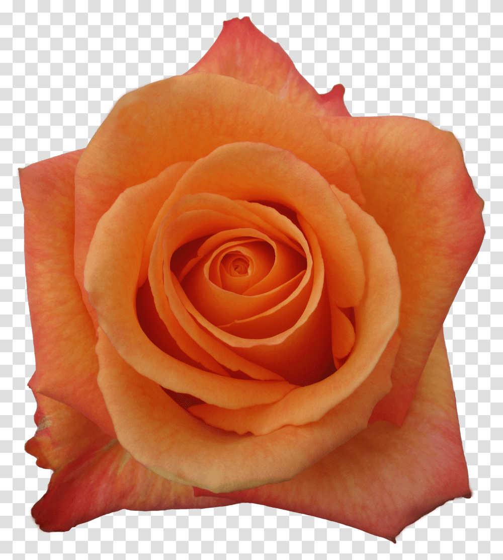 Garden Roses Transparent Png