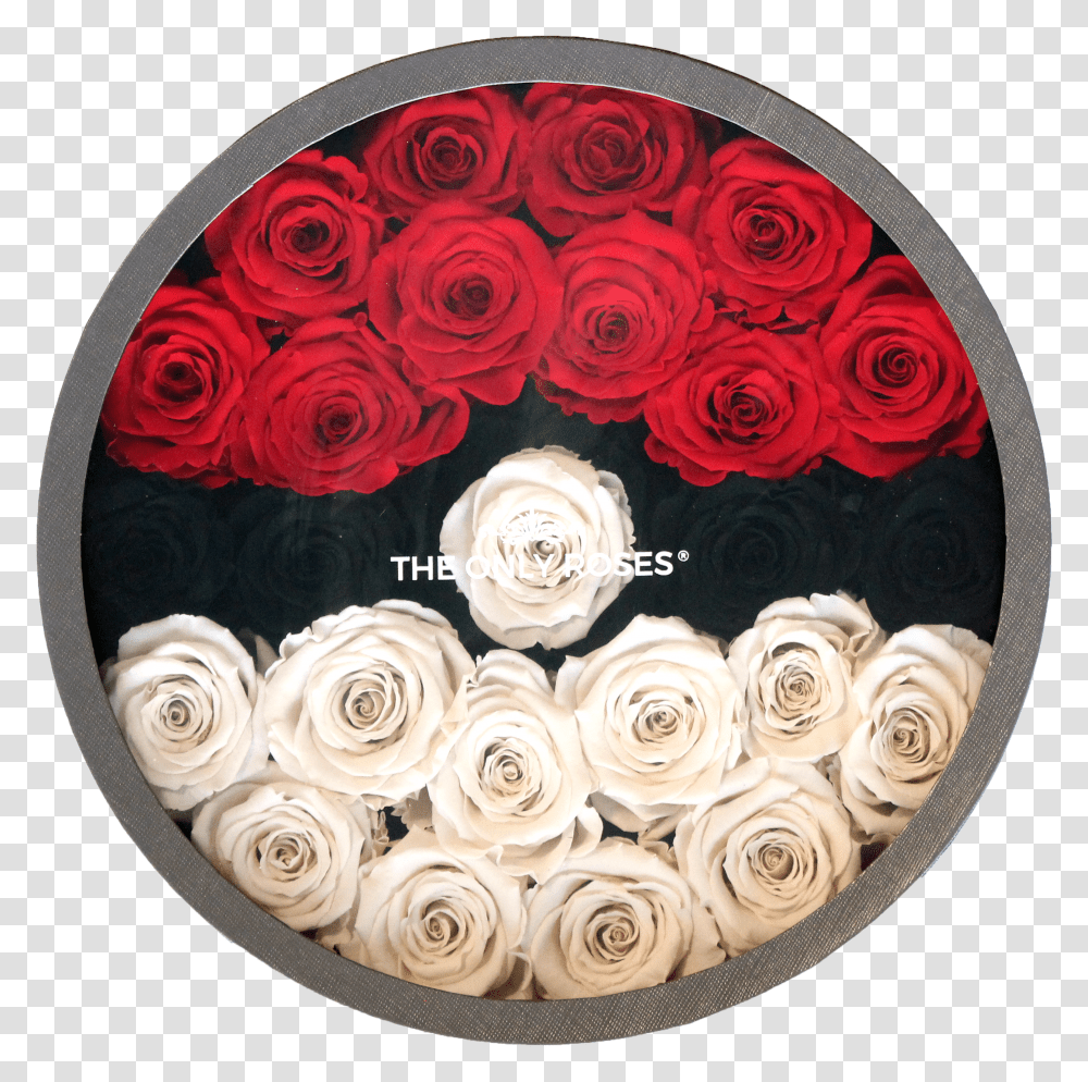 Garden Roses Transparent Png