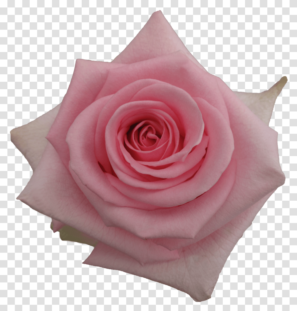 Garden Roses Transparent Png