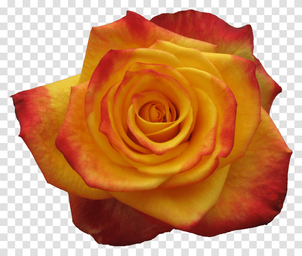 Garden Roses Transparent Png