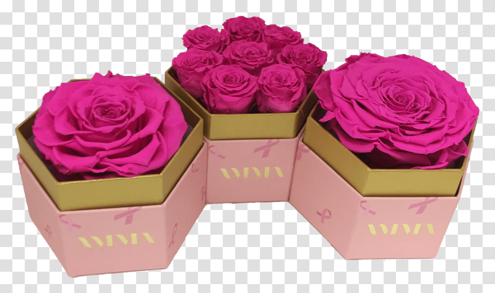 Garden Roses Transparent Png