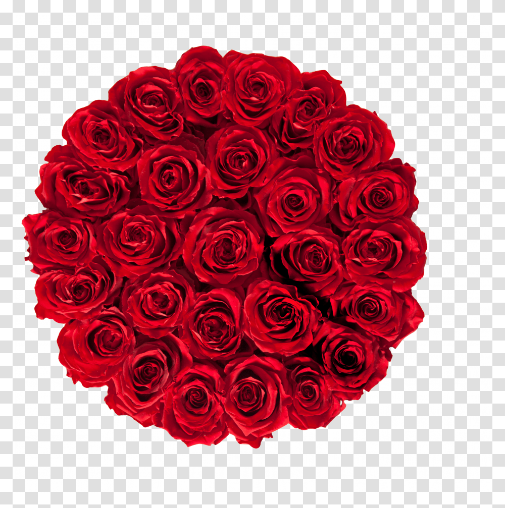 Garden Roses Transparent Png