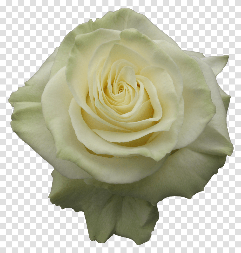 Garden Roses Transparent Png