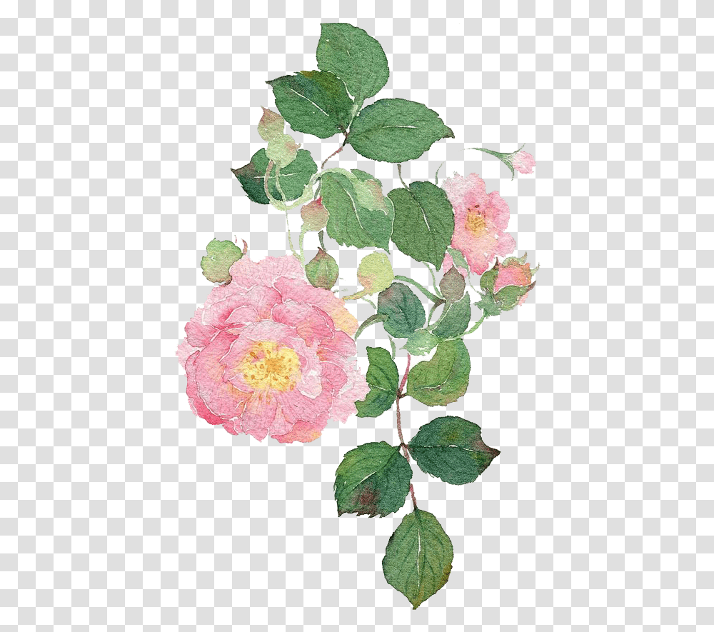 Garden Roses Watercolour Flowers Dog Rose Watercolor Painting Watercolor Rose Leaves, Plant, Blossom, Carnation, Hibiscus Transparent Png