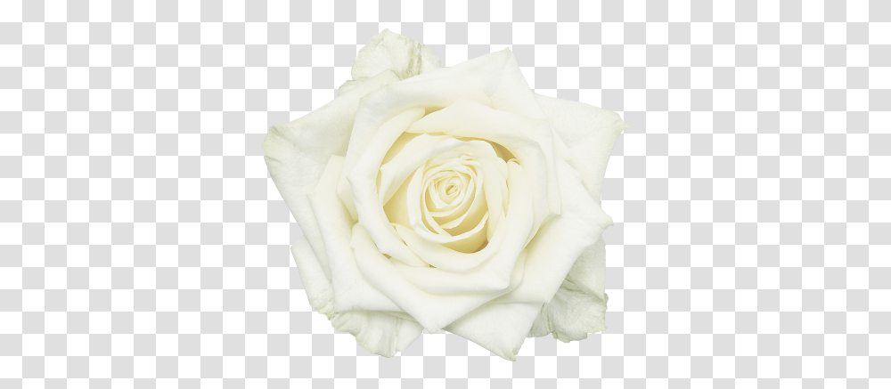 Garden Roses White Flower White Roses Download 600 Garden Roses Transparent Png