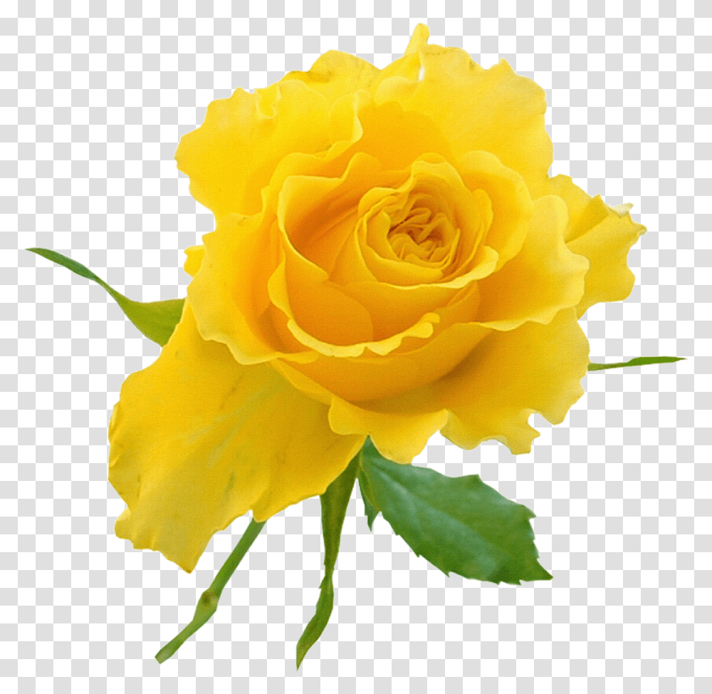 Garden Roses Yellow Flower Clip Art Yellow Rose On Background, Plant, Blossom, Petal Transparent Png