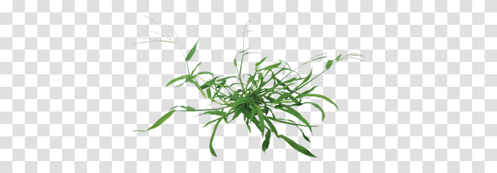 Garden Weed Clipart Crabgrass, Plant, Leaf, Annonaceae, Tree Transparent Png