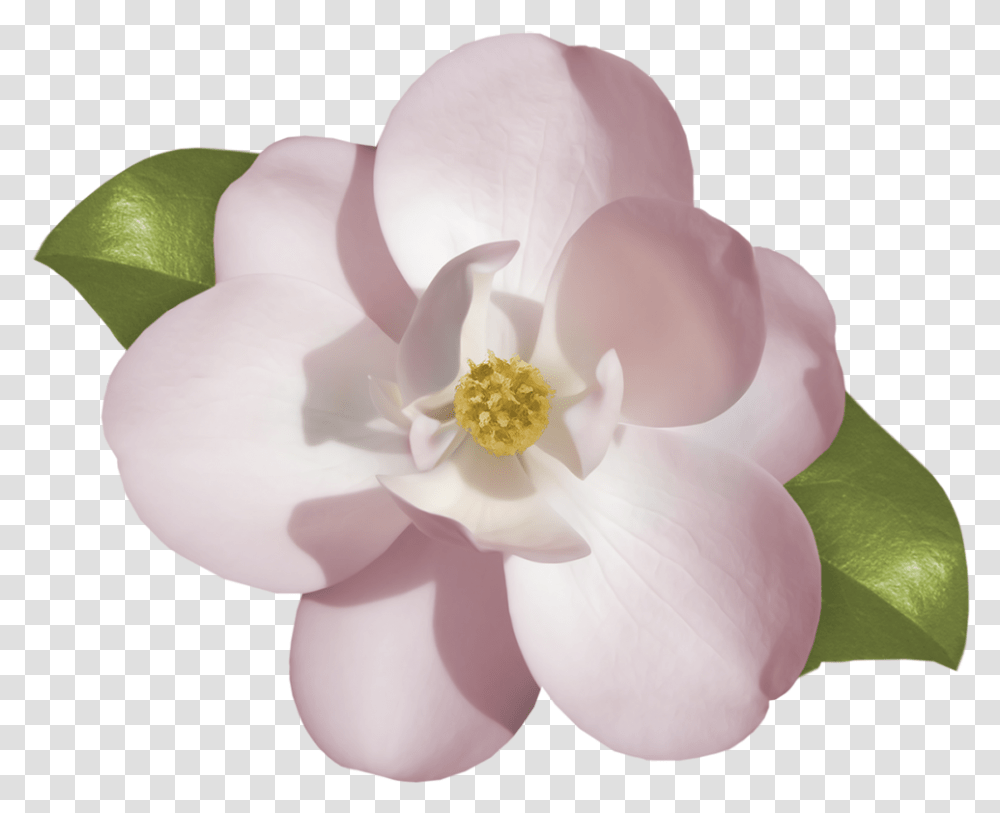 Gardenia Clipart Download Jasmine Flower Drawing, Plant, Rose, Blossom, Pollen Transparent Png