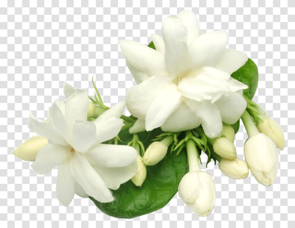 Gardenia Flowerspngbackground, Plant, Blossom, Petal, Geranium Transparent Png