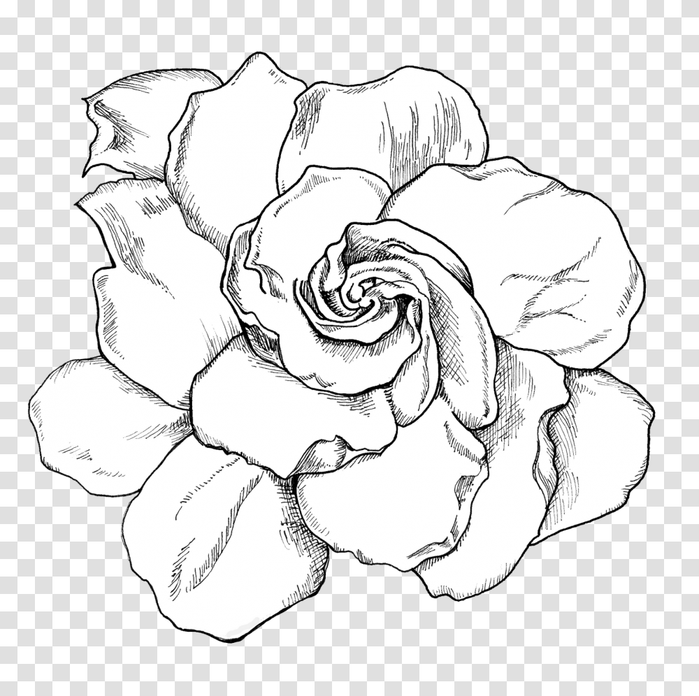 Gardenia Gardenia Black And White, Plant, Rose, Flower, Blossom Transparent Png