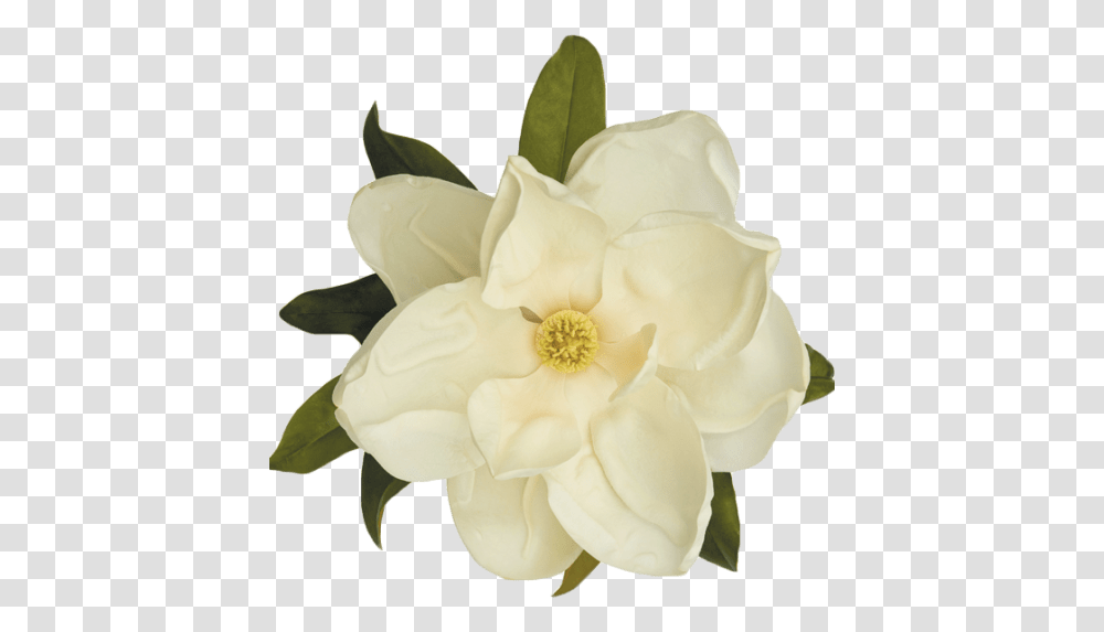Gardenia Images Free Download Flowers, Plant, Rose, Blossom, Petal Transparent Png