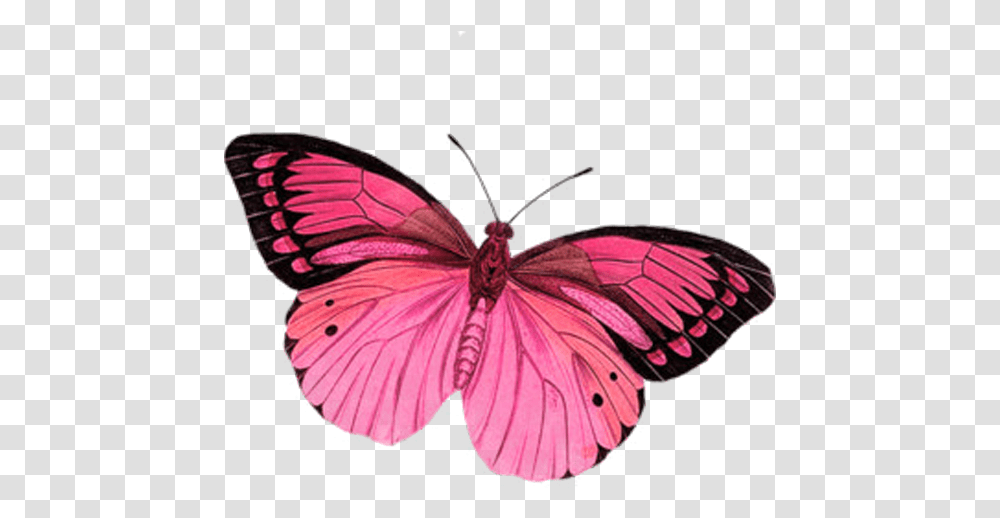 Gardening Butterfly Moths And Butterflies Pink Clipart Girly, Insect, Invertebrate, Animal, Monarch Transparent Png