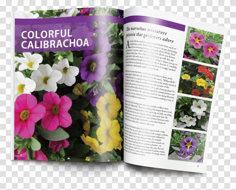 Gardening Guide Petunia, Plant, Flower, Blossom, Flower Arrangement Transparent Png