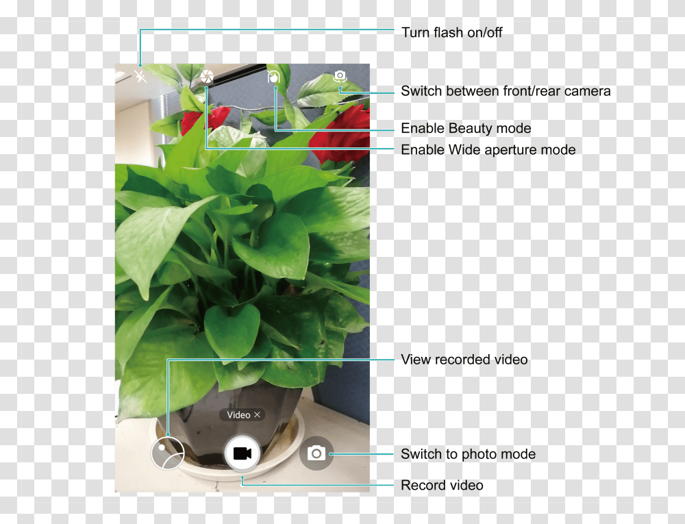 Gardening, Plant, Flower, Potted Plant, Vase Transparent Png