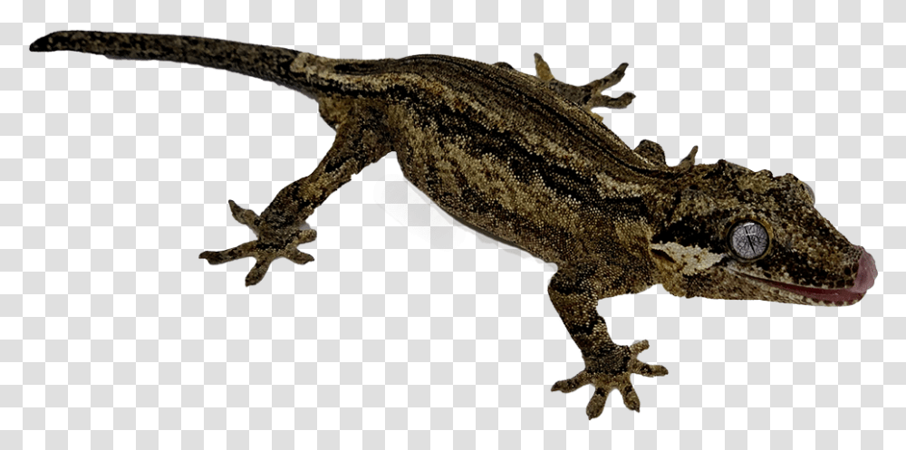 Gargoyle Gecko Gecko, Lizard, Reptile, Animal, Dinosaur Transparent Png