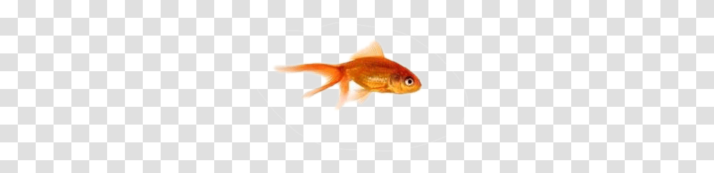 Garibaldi Fish, Goldfish, Animal Transparent Png