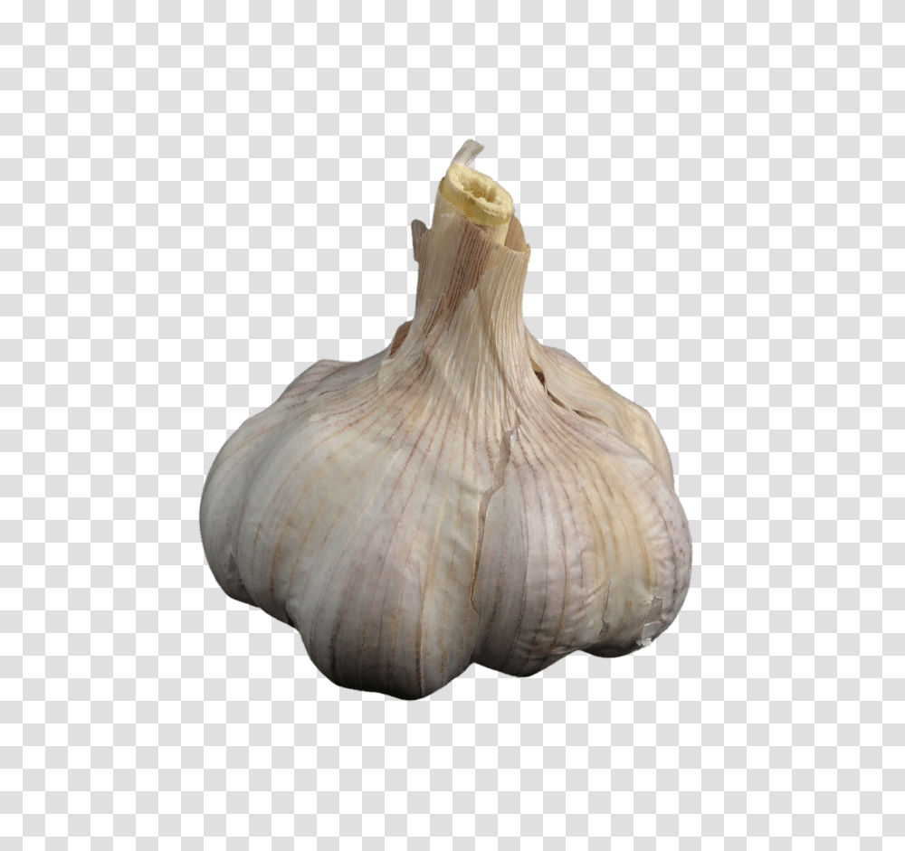 Garlic Food, Plant, Fungus, Vegetable Transparent Png