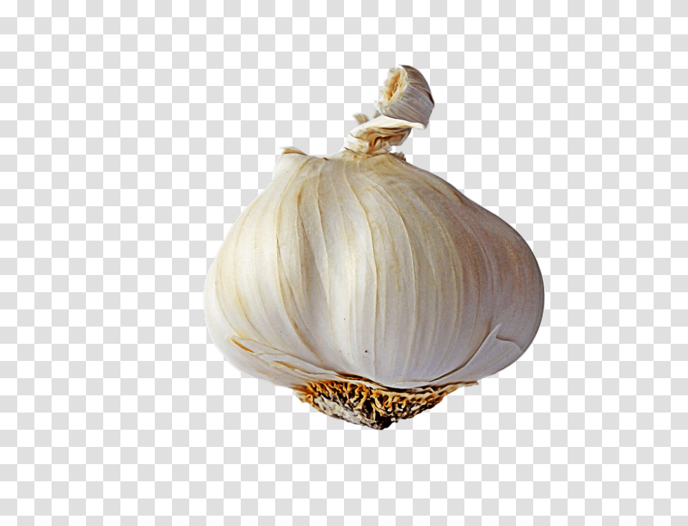 Garlic 960, Vegetable, Plant, Fungus, Food Transparent Png