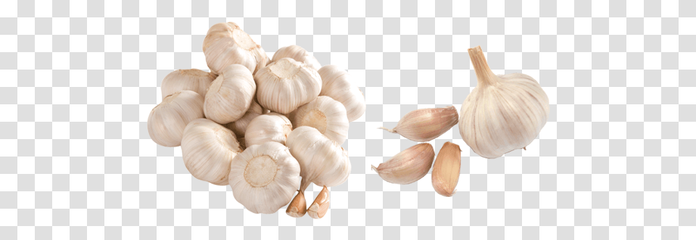 Garlic Background Background Garlic, Plant, Vegetable, Food, Fungus Transparent Png