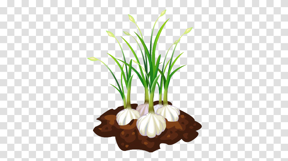 Garlic Bread Free Download Hd Clipart Garlic Plant Clipart, Vegetable, Food, Flower, Blossom Transparent Png