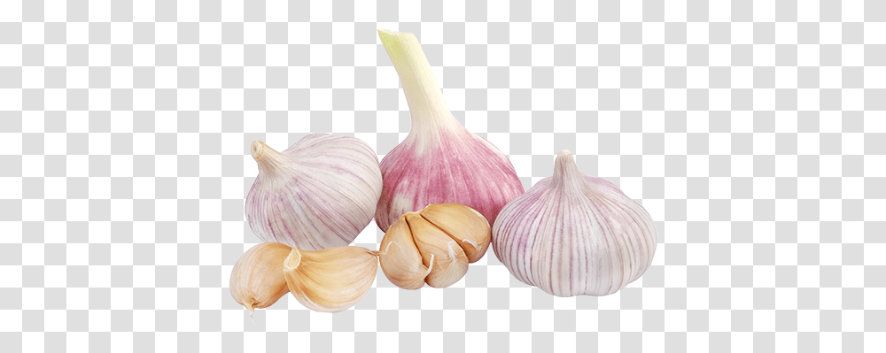 Garlic Clipart Green Garlic Background, Plant, Vegetable, Food, Fungus Transparent Png